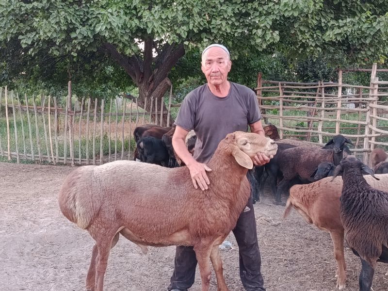 Арашан кошкар сатылады 10.000.000