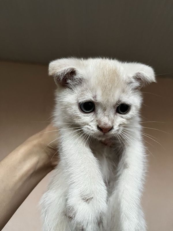 Scottish Fold Cat Scottish Fold Cat