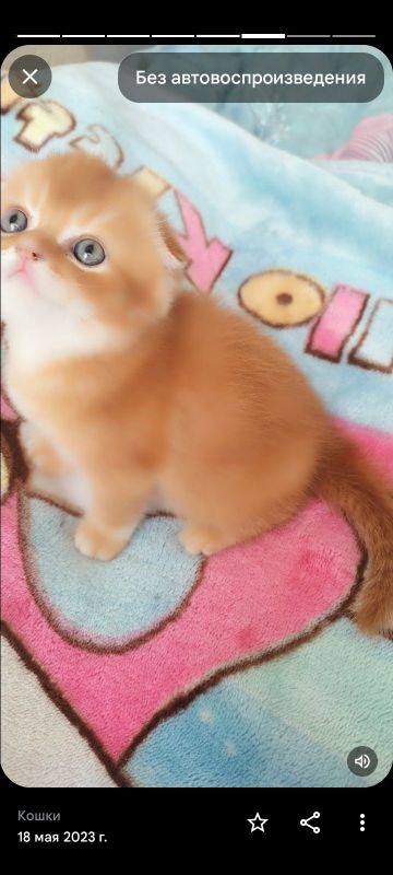 Скоттиш Фолд мальчик Скоттиш Фолд мальчик