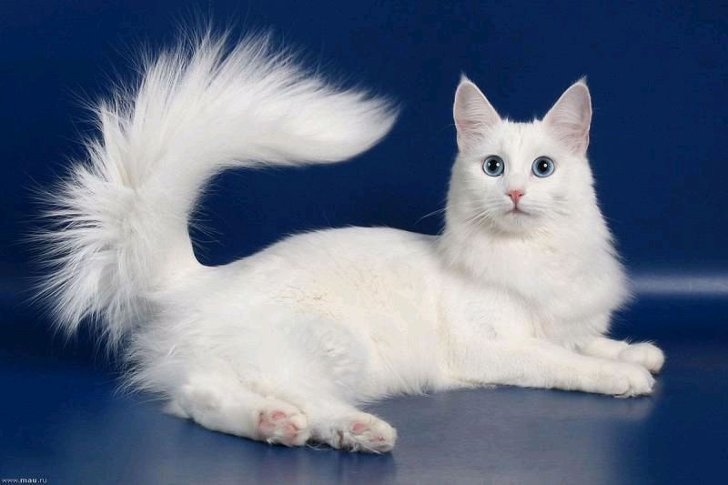 Toza zotli turetskaya angora mushugi sotiladi Toza zotli turetskaya angora mushugi sotiladi