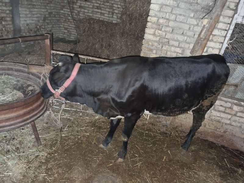 Gunojin sotiladi badani semiz Gunojin sotiladi badani semiz