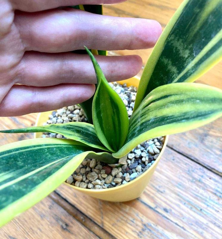 Сансевиерия Голден Флейм (Sansevieria Golden Flame) Сансевиерия Голден Флейм (Sansevieria Golden Flame)