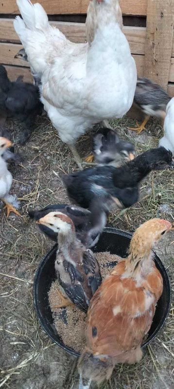 продаются 2х месячные породистые цыплята с материю