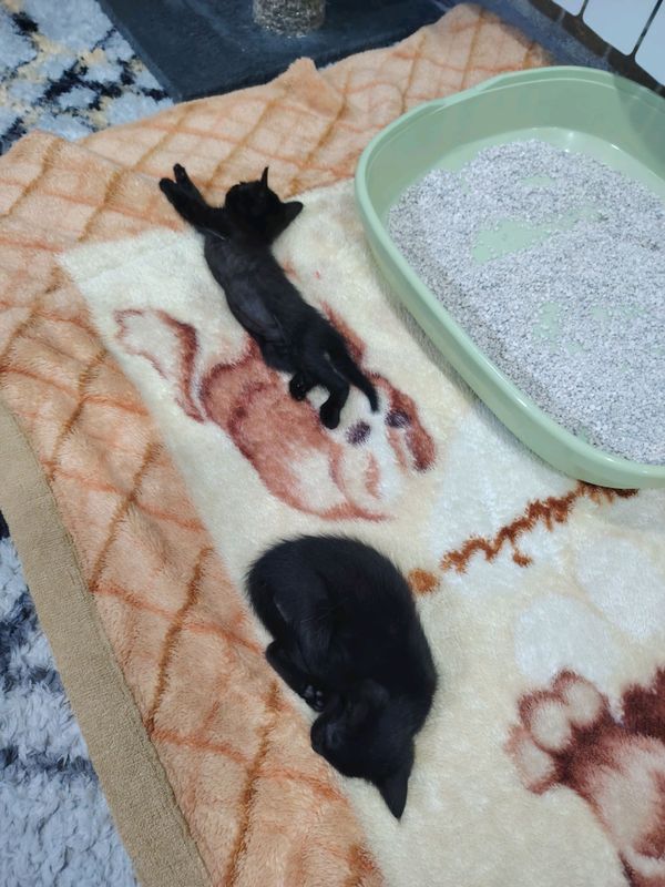 отдам в хорошие руки отдам в хорошие руки