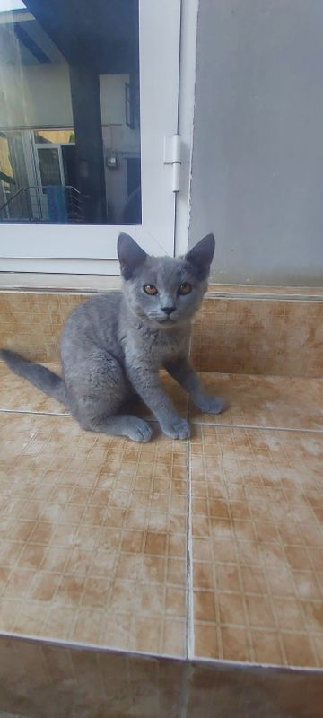 Британская короткошёрстная кошка