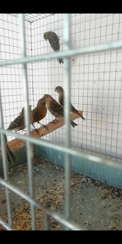 Красни дерева 2 3 4 ойлик