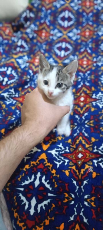 Уй мушуги бепул доставкаси бор Уй мушуги бепул доставкаси бор
