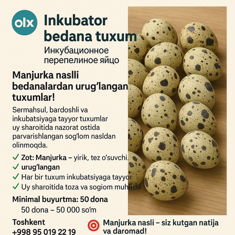Inkubator Bedana Tuxum | Инкубационное Перепелиное Яйцо Inkubator Bedana Tuxum | Инкубационное Перепелиное Яйцо