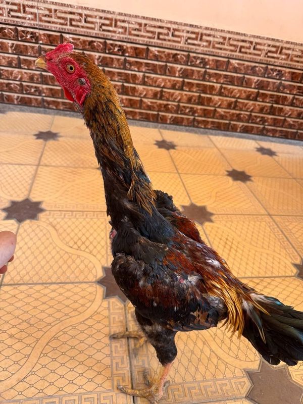 Yanvar oyida chikgan juja sotiladi Yanvar oyida chikgan juja sotiladi