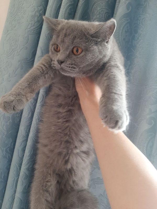 Британский котёнок