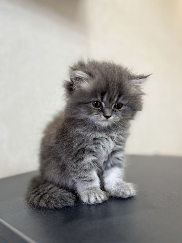 продам котенка scottish fold, чистокровная