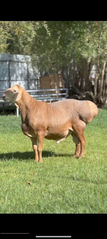 Кочкор кой Qochqor qoy Кочкор кой Qochqor qoy