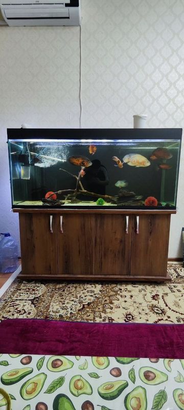 500 litrli akvarium, 10 ta baliq