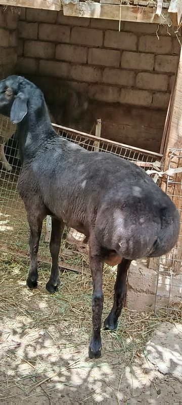 Qòchqor zotli yirik 13 oyli 85sm Qòchqor zotli yirik 13 oyli 85sm