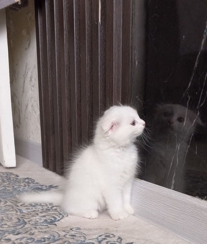 Продаются котята Продаются котята