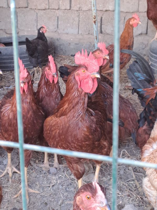 Toza qizil koreyskiy xoʻrozlar sotiladi