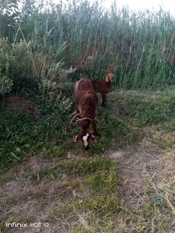 Ona bola qo'y bolasi modacha 25 kunlik qazoqi onasiyam badani yaxshi Ona bola qo'y bolasi modacha 25 kunlik qazoqi onasiyam badani yaxshi