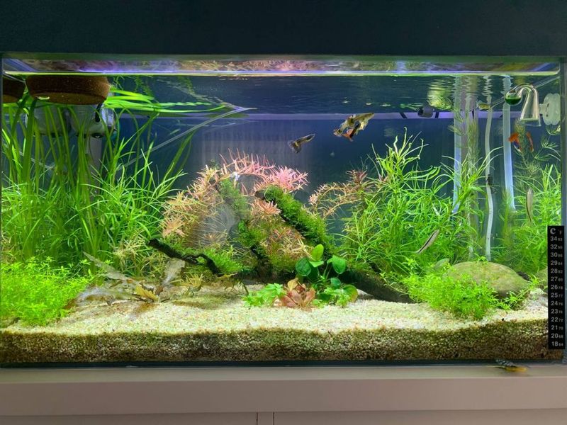 Растения для аквариума Akvarium uchun òsimliklar Растения для аквариума Akvarium uchun òsimliklar