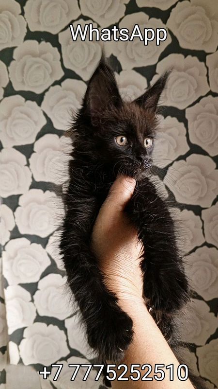 Продам Мейн-Кун Котёнок Чёрный Мальчик! Продам Мейн-Кун Котёнок Чёрный Мальчик!