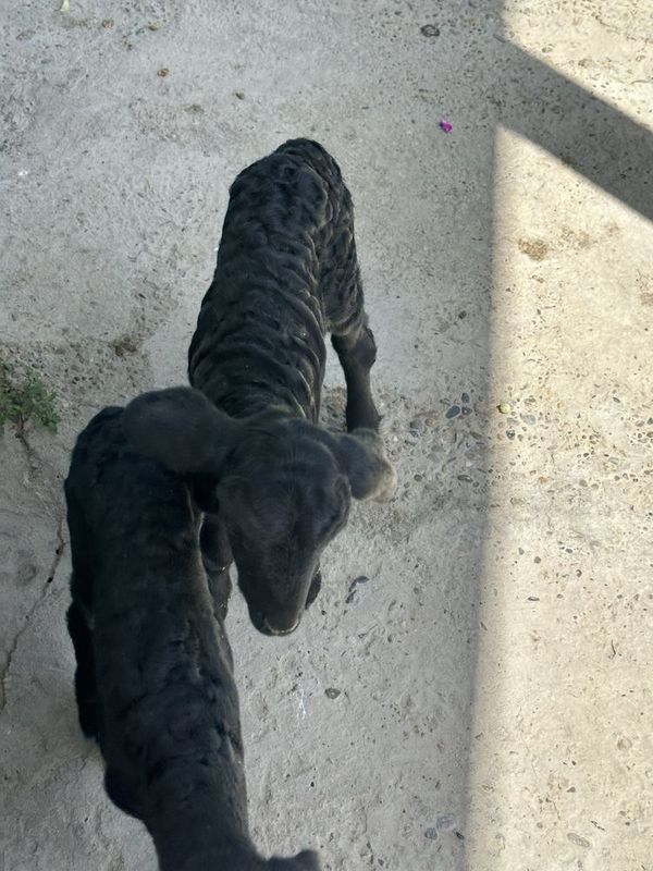 barra sutlik oʻtga astasta chiqopti barra sutlik oʻtga astasta chiqopti