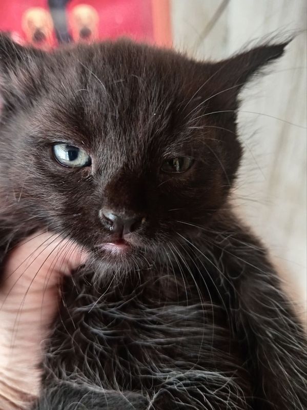 Домашние котята бесплатно в добрые руки Домашние котята бесплатно в добрые руки