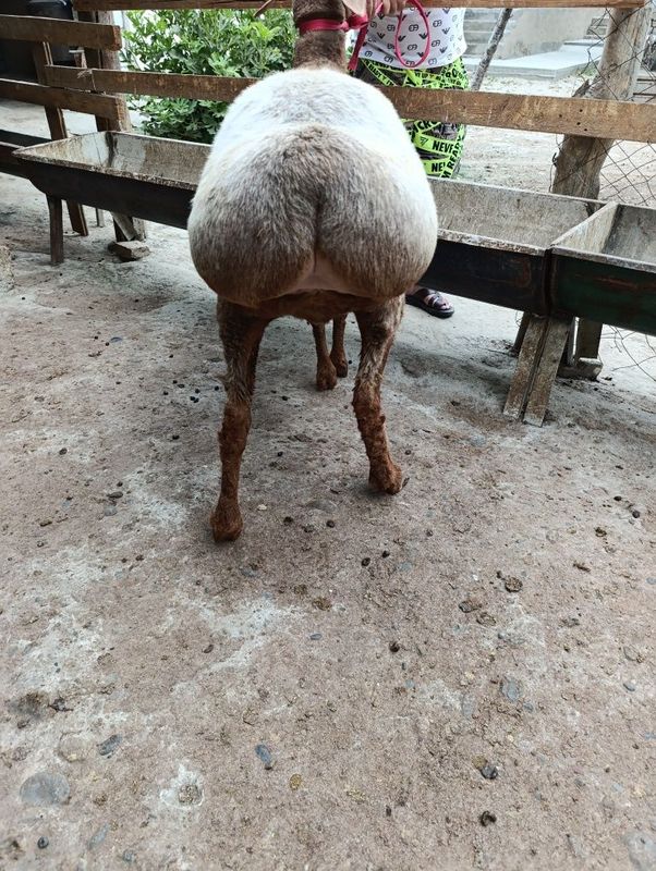Boguz qoylar sotiladi Boguz qoylar sotiladi