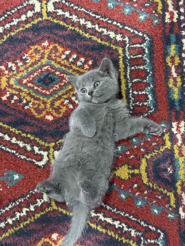 Котята продаются Котята продаются