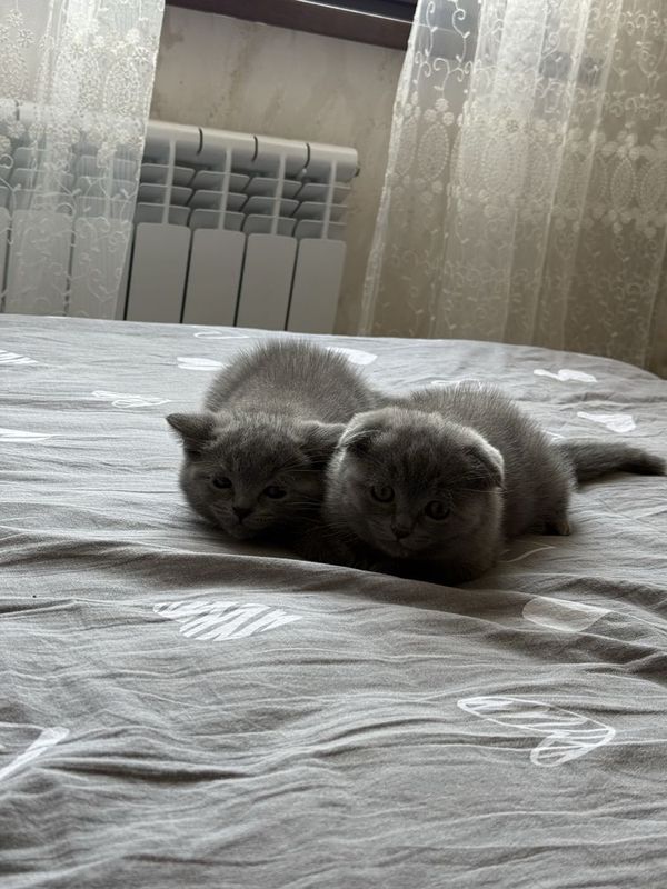 Продаются котята