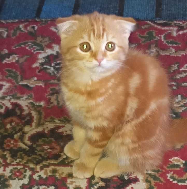 Кошка (2,5 месяца) Скоттиш-фолд Кошка (2,5 месяца) Скоттиш-фолд