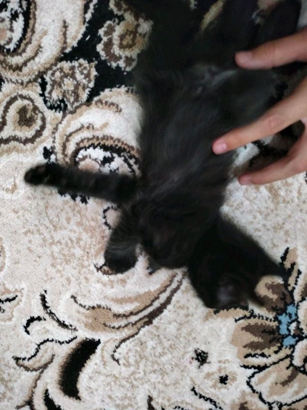 котята три можно брать отдельно котята три можно брать отдельно