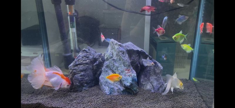 Akvarium 10tadan ortiq baliqlar, 1 ta qisqichbaqasi va aksessuarlari b Akvarium 10tadan ortiq baliqlar, 1 ta qisqichbaqasi va aksessuarlari b