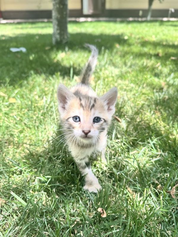 Бенгальские котятя Бенгальские котятя