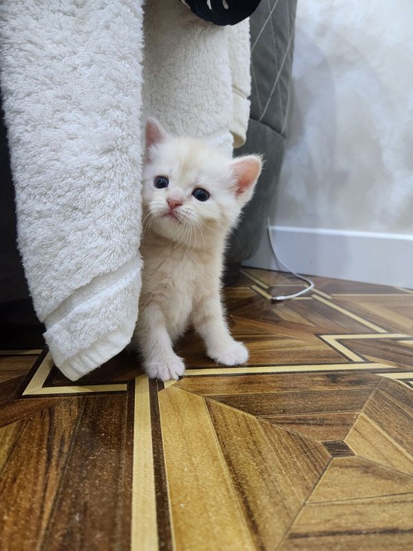 На продаже котята породы скотиш страйты и фолды На продаже котята породы скотиш страйты и фолды
