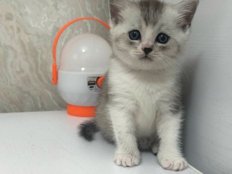 Котенок,Мушукни боласи Котенок,Мушукни боласи