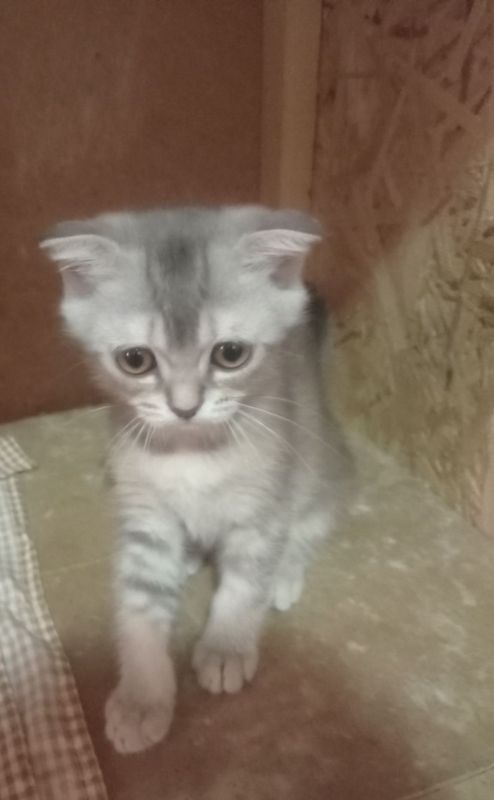 Продам котят серебристая шиншила .