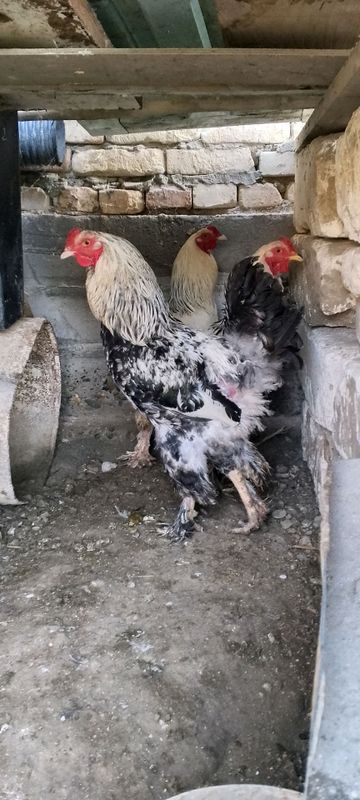 sotiladi qushlar sotiladi qushlar