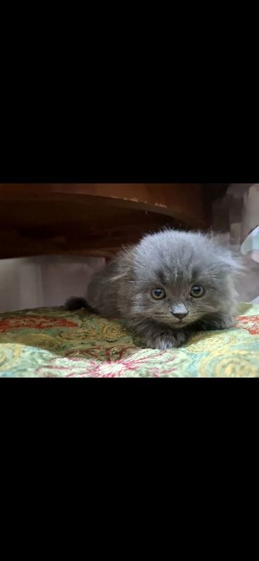 Шотландские кошки Шотландские кошки