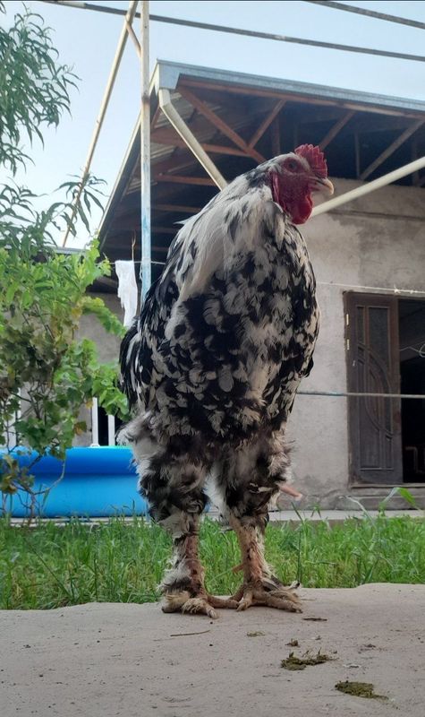 Mramir xuroz qoni toza yirik paroda Mramir xuroz qoni toza yirik paroda