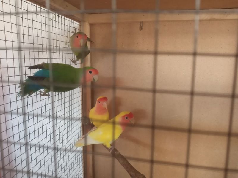 Nerazdushka tayori malasoyidan bor Nerazdushka tayori malasoyidan bor