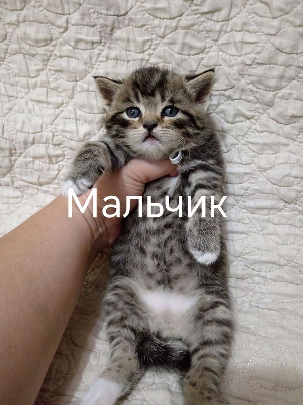 продажа котят скоттиш страйт продажа котят скоттиш страйт