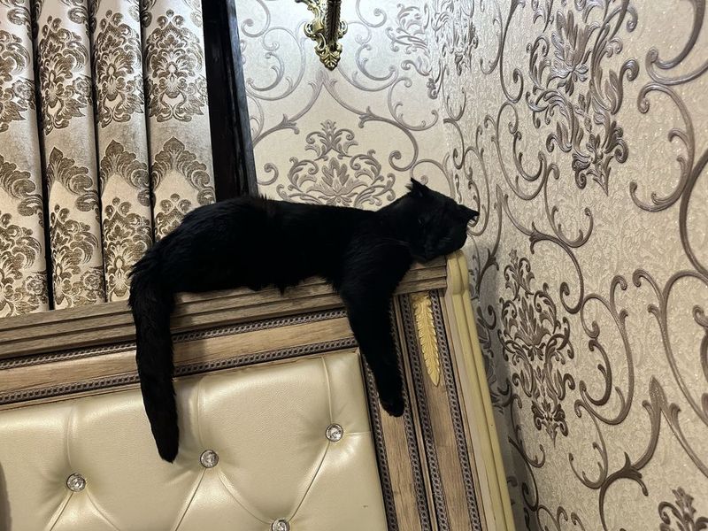 Скотиш фолд черный Скотиш фолд черный