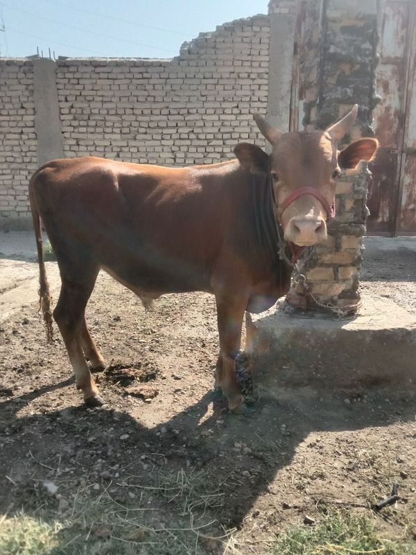 Buqa sotiladi soğlom Buqa sotiladi soğlom