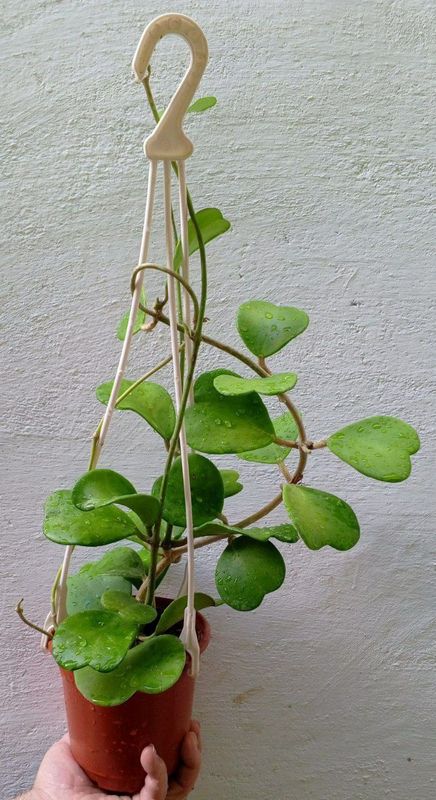 Хойя Керри (Hoya Kerrii). Экзотическое растение для дома. Хойя Керри (Hoya Kerrii). Экзотическое растение для дома.