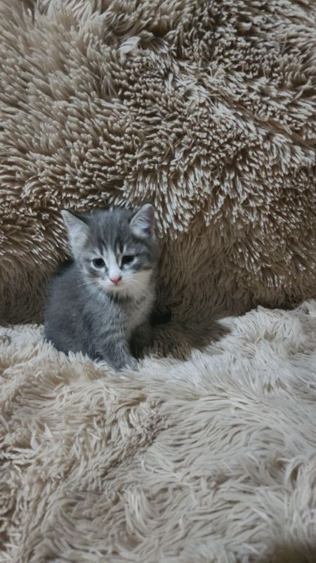 Продаются котята недорого