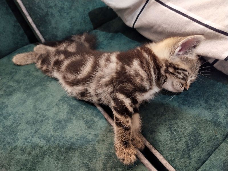 Котята породистые Котята породистые