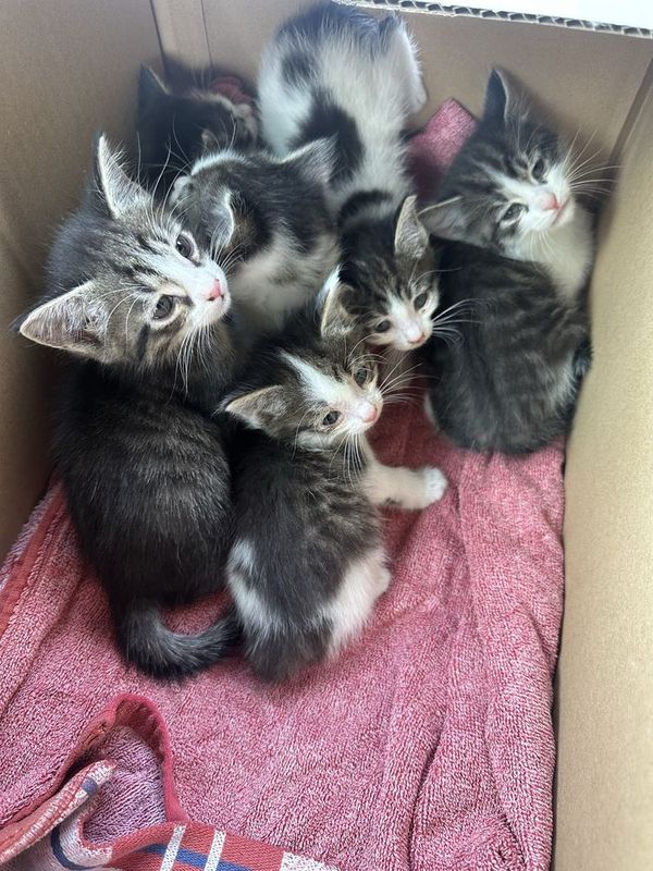 Котята в добрые руки Котята в добрые руки
