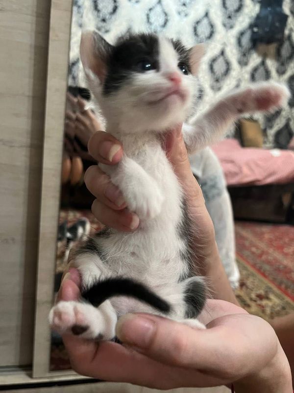 Котенок девочка, отдам хорошим людям Котенок девочка, отдам хорошим людям