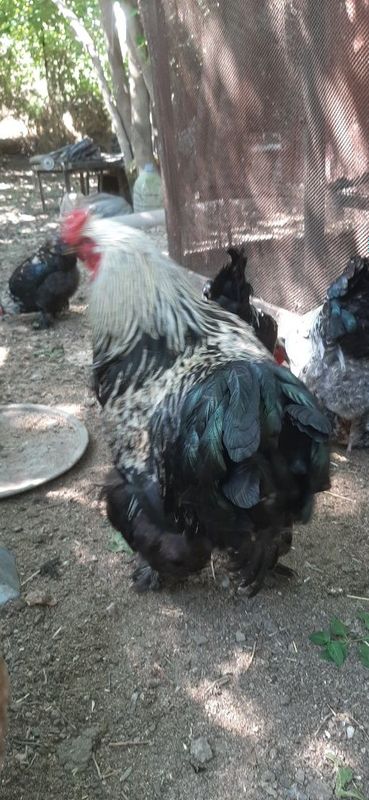 Петухи и куры породы брама Петухи и куры породы брама