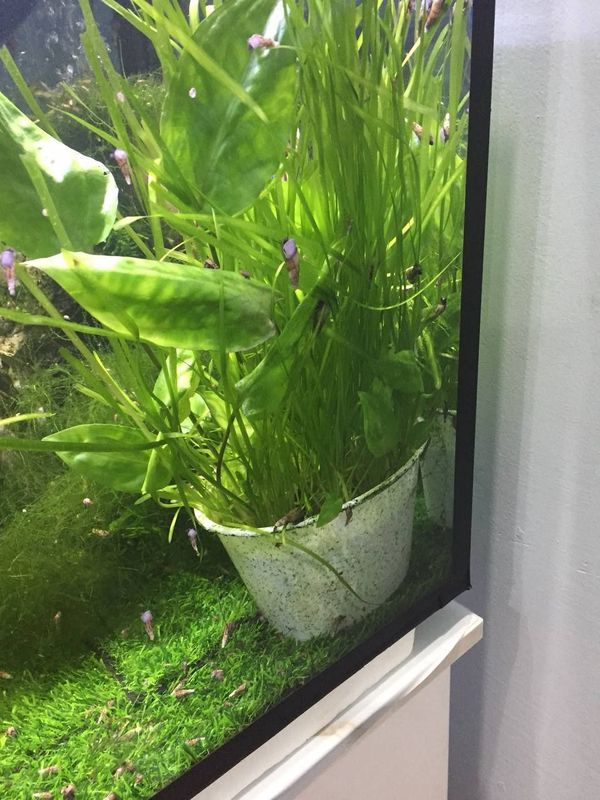 Akvarium suv ótlari Akvarium suv ótlari