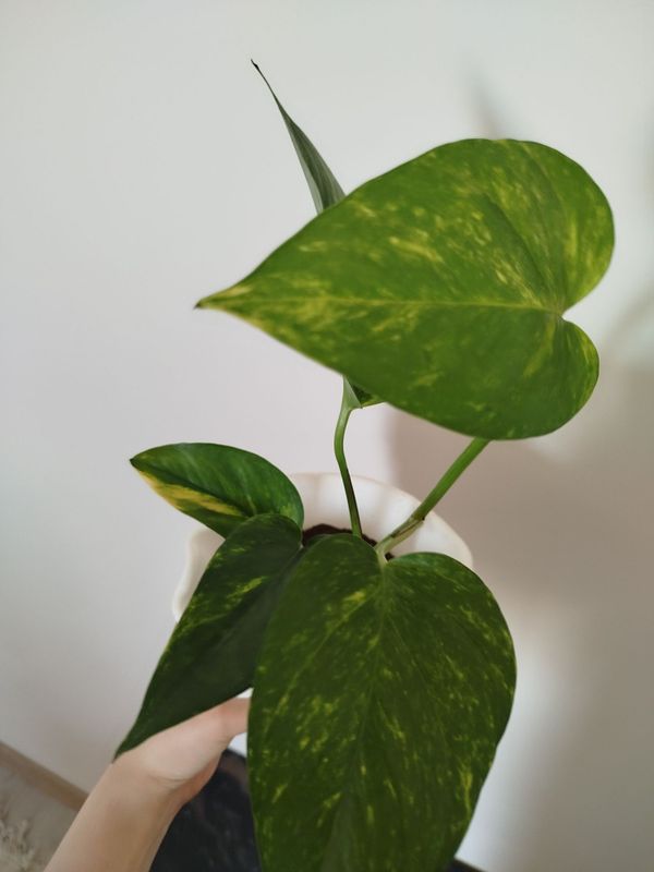 Stendapsus varigatniy Stendapsus varigatniy